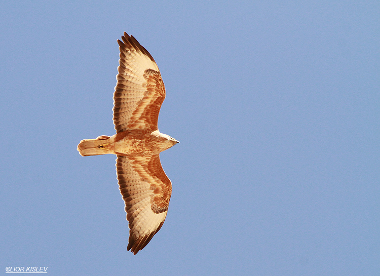 . Steppe Buzzard  Buteo buteo vulpinus. Eilat ,  07-04-13     Lior Kislev